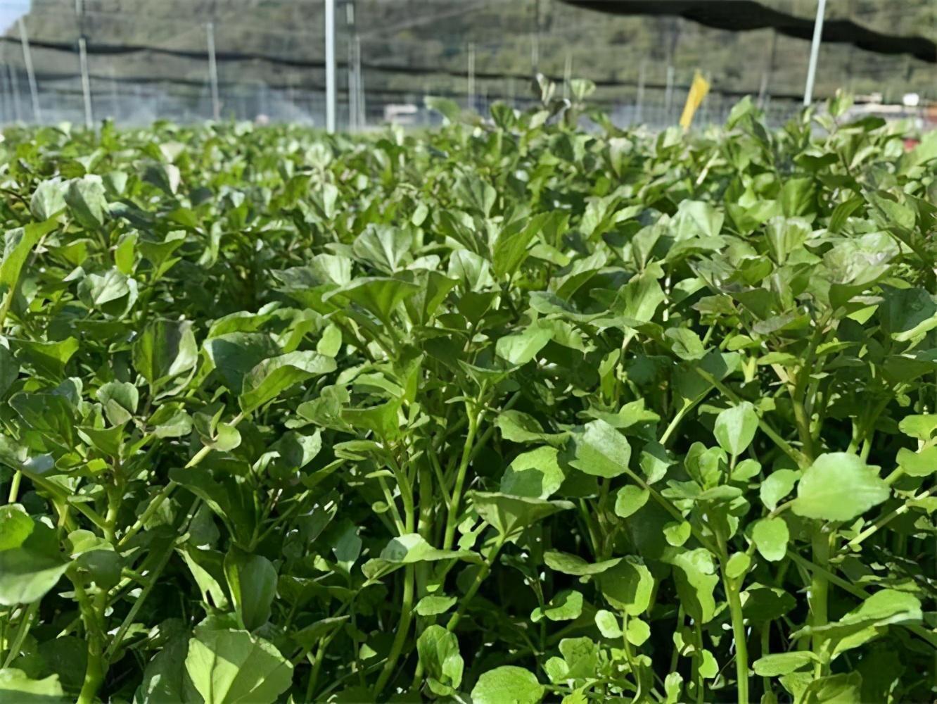 食物|11月来了,不妨多吃三种食物,淡化色斑,延缓衰老,美白肌肤