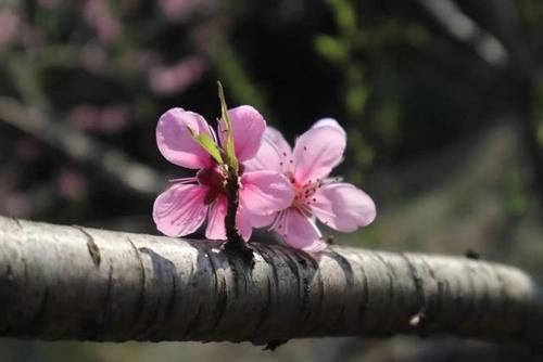 草木人间*踩着野花，去看桃花