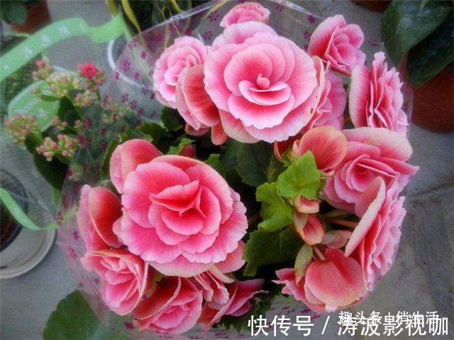 客厅养花，不如养盆“开花精品”丽格海棠，花朵茂密，花香四溢
