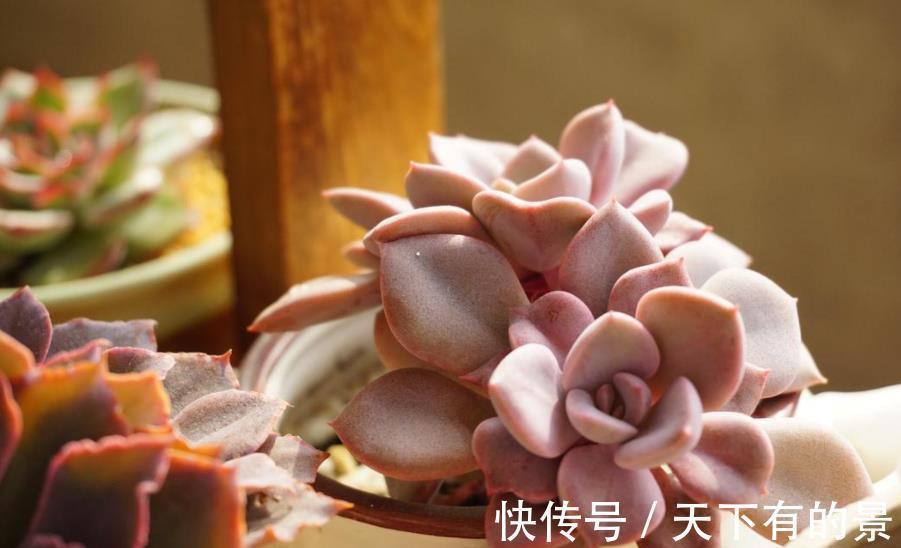 植株|秋天养多肉，5个要点要谨记，不然肉肉黄叶黑腐剩个空盆