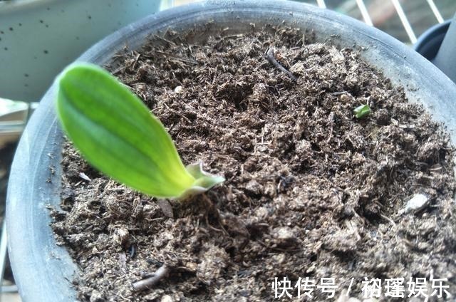 土壤|君子兰不长,主要有4方面原因,解决办法很简单