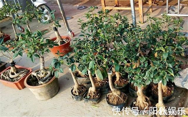 制作高价值的盆景,炼根是关键,看看怎么炼