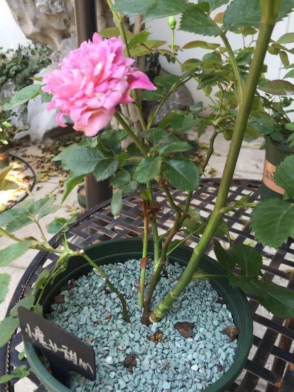 长寿月季花后赶紧剪一刀,剪完就开花,一直剪一直开!