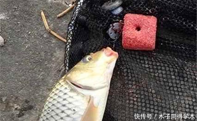 夏季|夏季野钓大鱼,遇上走水还挂底,用豆饼翻板钓,钓大鱼很犀利