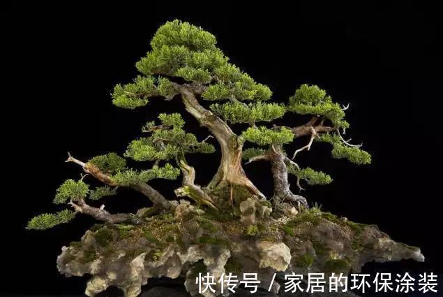 漂亮|漂亮的附石盆景，令人爱不忍释