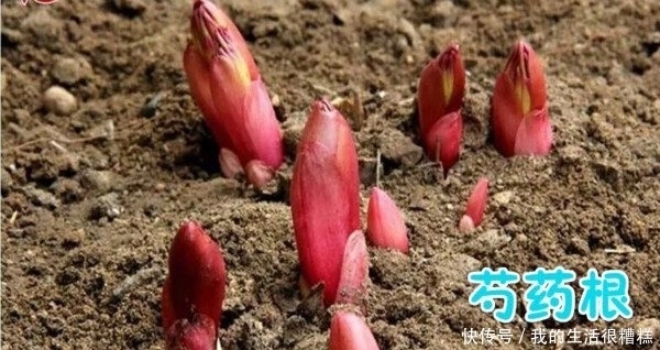 一种可与牡丹相媲美的花,长得像牡丹花,被誉为“花中宰相”