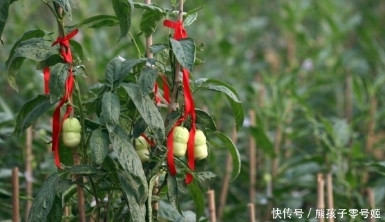 蛋黄果|这三种野果，有的人吃到吐，有的人花钱也买不来，见到就算你幸运