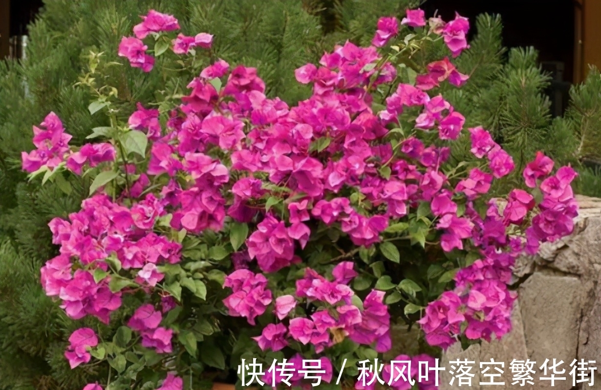 真正会养三角梅的人,都知道这3个“要点”,所以三角梅叶绿花多