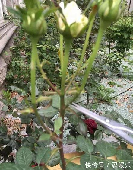 微型月季刚买回家,不会浇水,小心花苞掉光光,没花看!