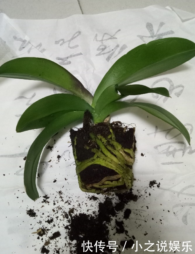 秋天|入秋还不赶紧换盆那你的花就等着枯死吧,肯定捱不过今年!