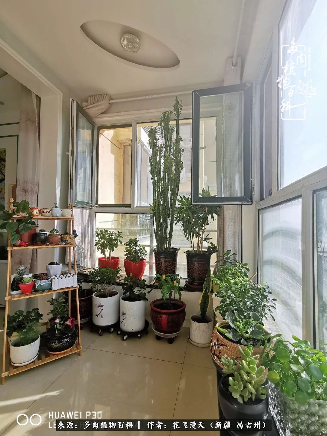 对多肉是发自内心的喜欢,心甘情愿被它们俘虏!