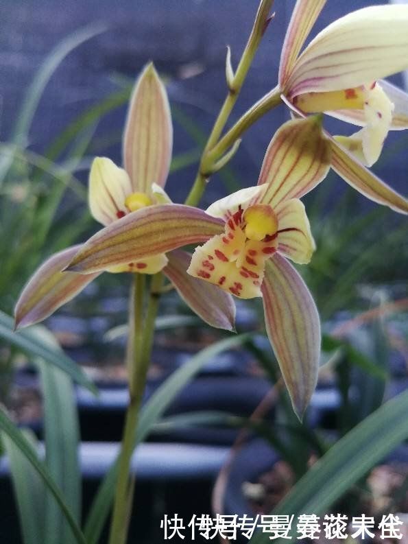 修剪|建兰要想开花，养护要记住“4个巧妙”，花朵开得才会多