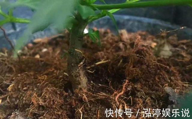 幸福树|幸福树盆栽，养护注意“4点”，新芽多，特别茂盛，还能养开花