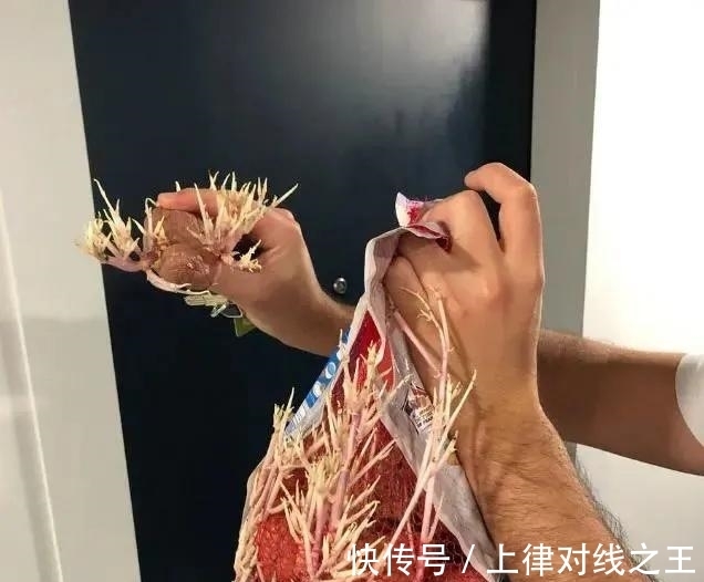 土豆|土豆发芽有多恐怖!26张照片告诉你,它才是这个星球最神奇生物