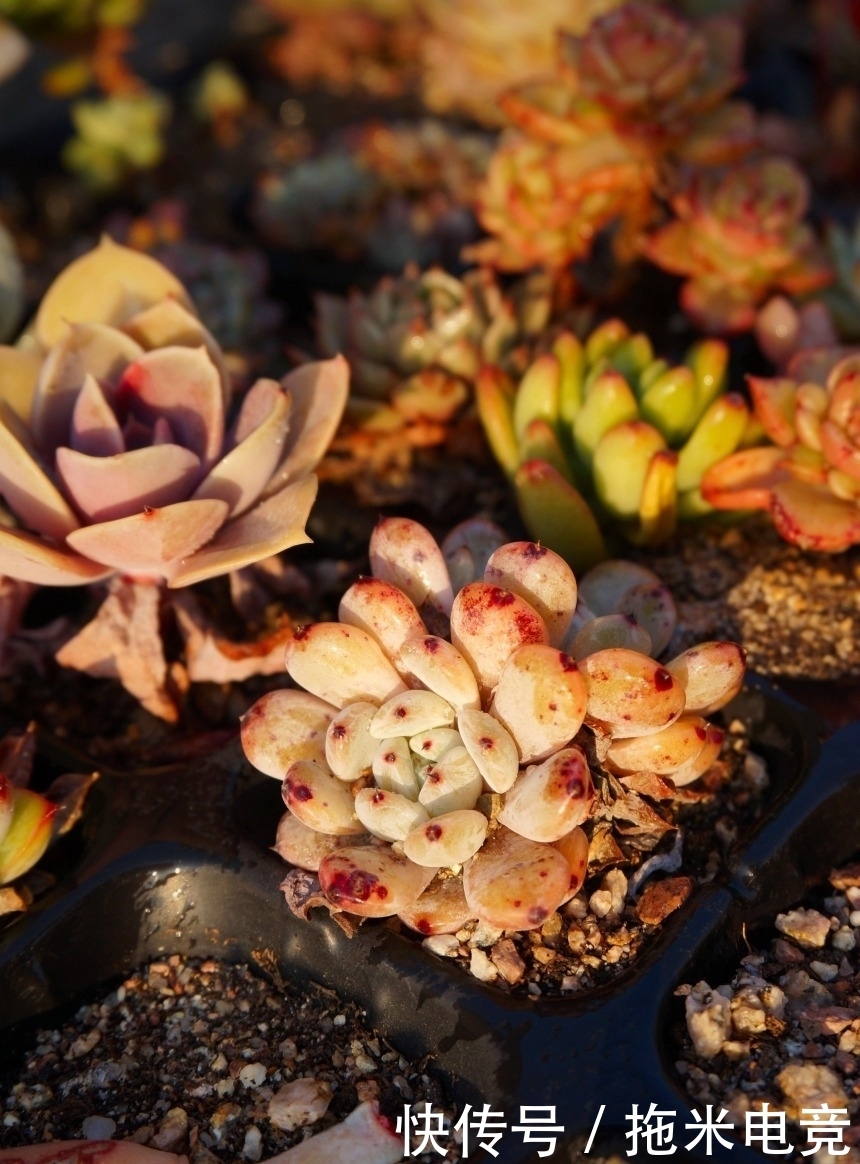 春天，去天台赏肉