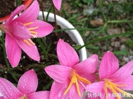 云南|一种适合夏季种植的盆栽植物，扔进土里不用管，20天开花爆盆