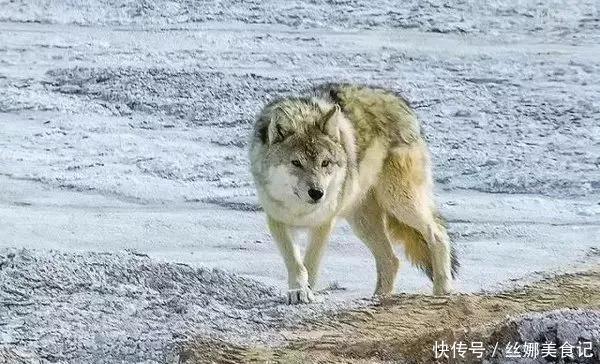 羌塘最惨烈的一次穿越，115人进入仅7人生还