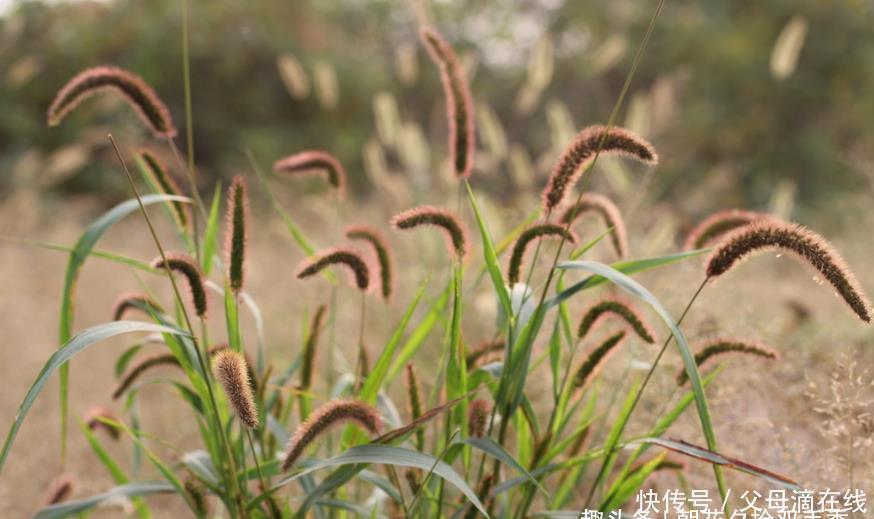 老年|农村很普遍的野草,过去常被人们拿来喂牛羊,殊不知有多种用途
