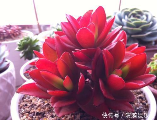 盘点10种“容易度夏”多肉，南北方花友，随便选、随便养