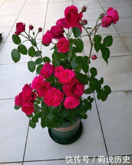 4种花很耐养,沾土就能活,招财又开运,你养了吗?