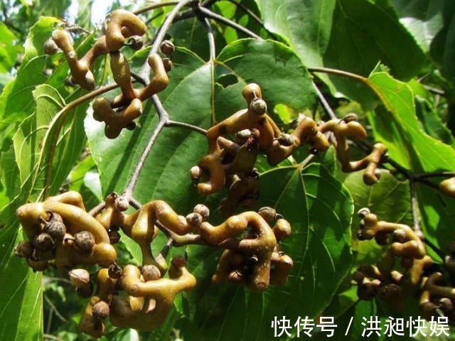 新修本草|一种长得像木头疙瘩的甜果，李时珍称它“千杯不醉”，越喝越霸气