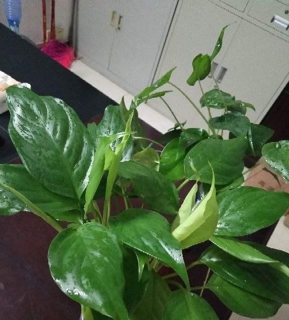 这种“养人”花，窗台客厅摆一盆，干干净净又杀菌