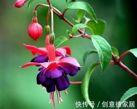 芹叶牡丹|养花试试这几款,青翠的叶片下摇荡生姿,真是人见人爱的花草植物