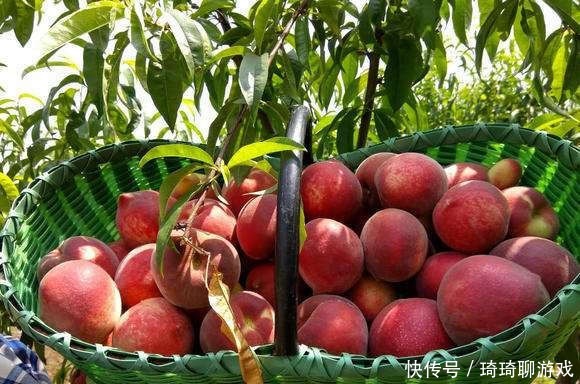 一个重达半斤,富含花青素,果肉鲜红剔透,比荔枝还好吃