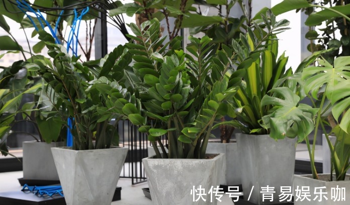 家喻户晓的绿植金钱树，盆栽期间该注意哪些细节？