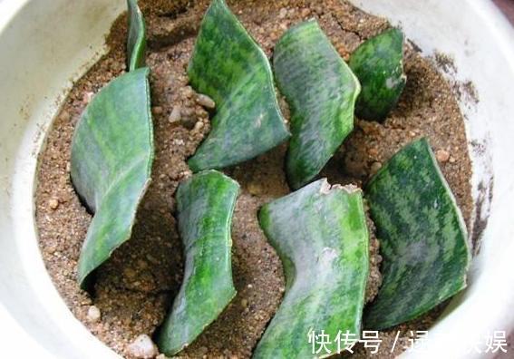 喜欢养殖花草植物，怕管理难新手扦插此3种分分钟收获多盆