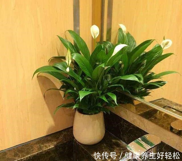 这3种花夏天一定要远离阳台,否则晒几个小时就会枯萎,满盆黄叶!