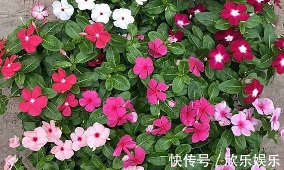 冠福|这花就叫“天天开”,咔咔一通剪,长成“小花树”,多了几十盆
