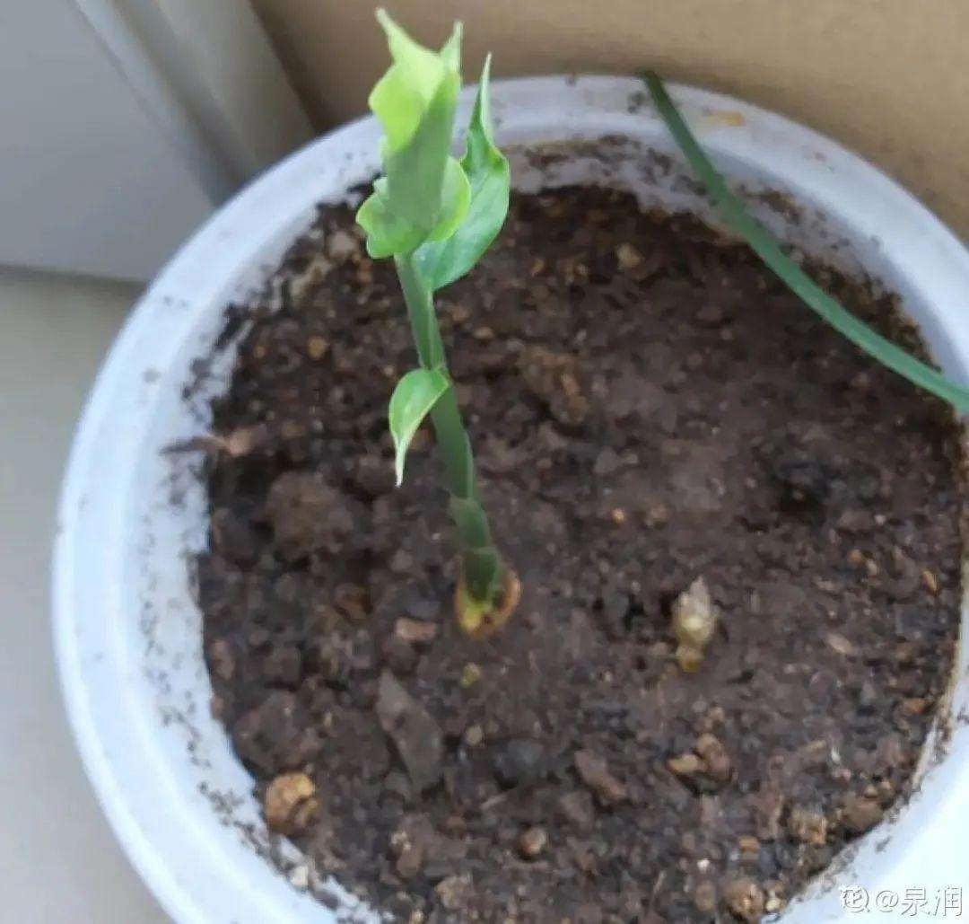 盆栽|玉米棒子插盆里,7天冒出小森林,比绿萝吊兰好看