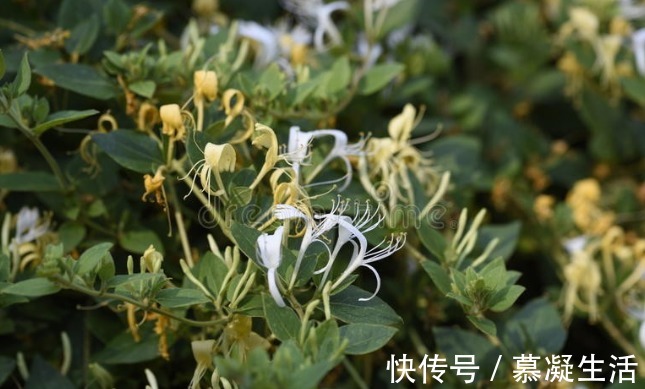 吃法|68种野菜图片,教你认识不同的野菜和吃法,你想要的野菜这里都有