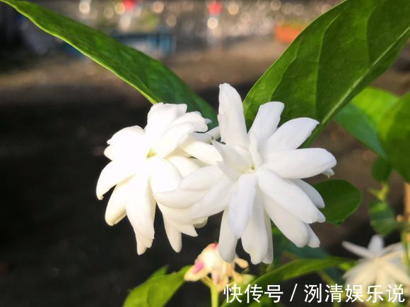 湿度|新买的裸根茉莉花苗怎么养6个处理妙招，分枝茂密提前开花闻香