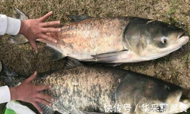 饵料|不是跟你吹,有了这特效鲢鳙饵,鲤鱼再大都没兴趣钓,不信就试试