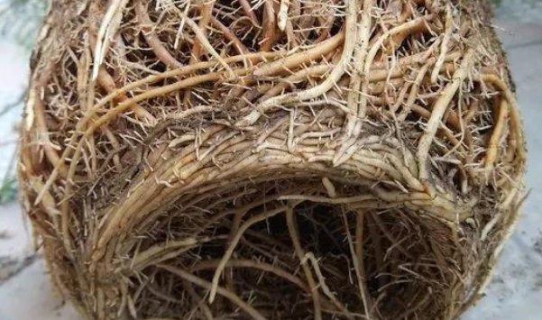 换盆时机到了，家中有此6种花的，再慢一步植物都会“活不长”