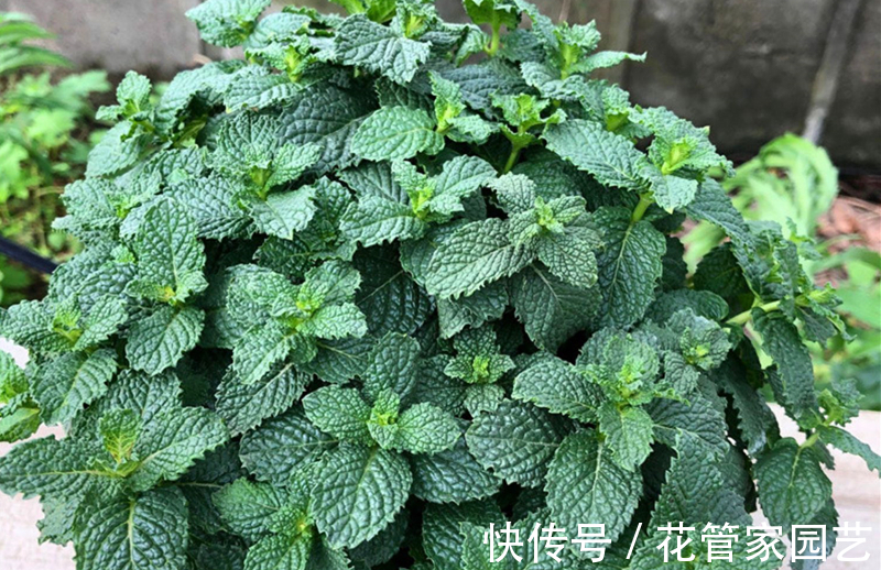 有机肥|园艺师教你薄荷怎么养,学会这五点,轻松爆满盆