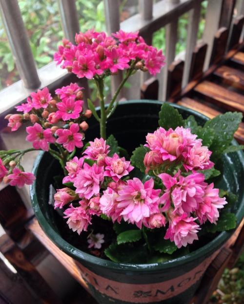 浇水|人养花,花亦养人,老祖宗的话不是没道理,室内要养“健康花”