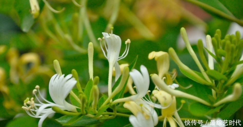 此物|咳嗽久咳不愈?睡前用此物泡水,坚持一周,咳嗽不咳,嗓子不疼了