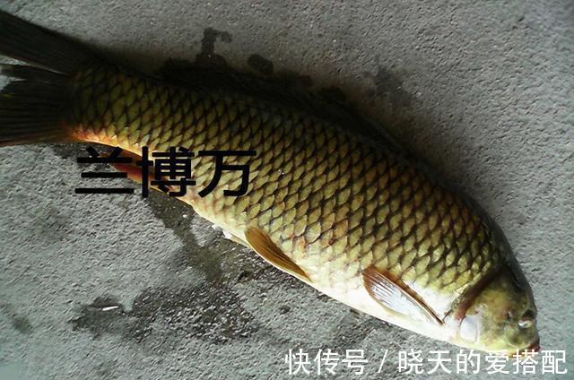 你会怎么做|100斤窝料打窝,下杆刚上一条鱼,旁边来了个撒网的,你会怎么做