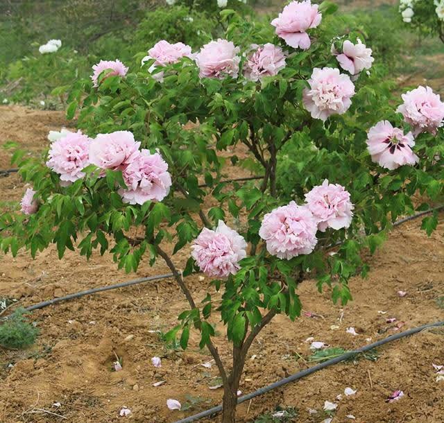 南方养花，避开“冷凉花”，买了也白花钱，天一热就枯了