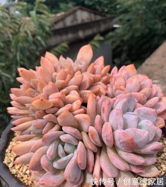 栽种|橙梦露很受欢迎,趁秋天好养护,买两棵,教你把状态养的更好