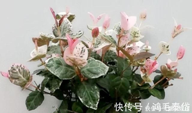 花盆|花盆里有虫子怎么办教你一招，让花盆内永远不生虫
