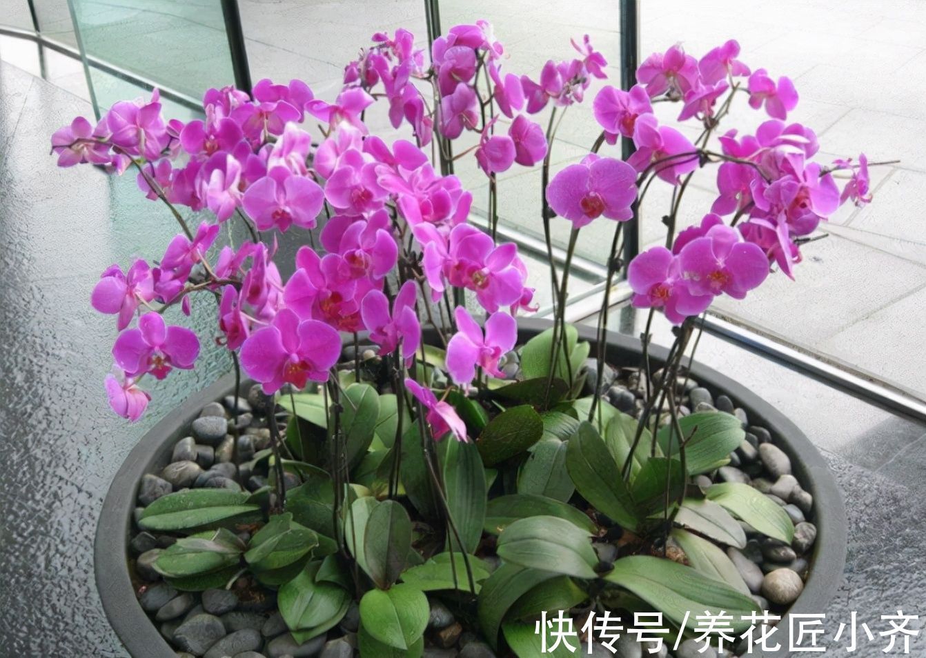 冬天蝴蝶兰记住3个“禁忌”,不仅叶片油绿不烂根,还能延长花期