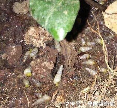 花盆|花盆里有小虫子，只需4个小方法，不用喷药，一只不剩，干干净净