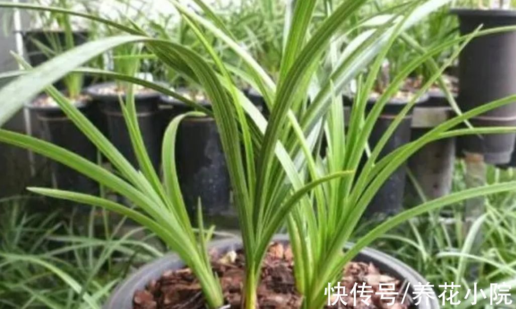 家庭养花，收集5种材料做花土，养啥花都旺