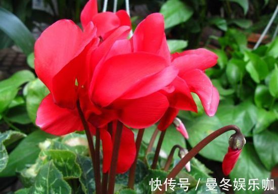 从4月25日开始,家养此款花卉,香气浓郁,花色似胭脂,鲜艳美丽