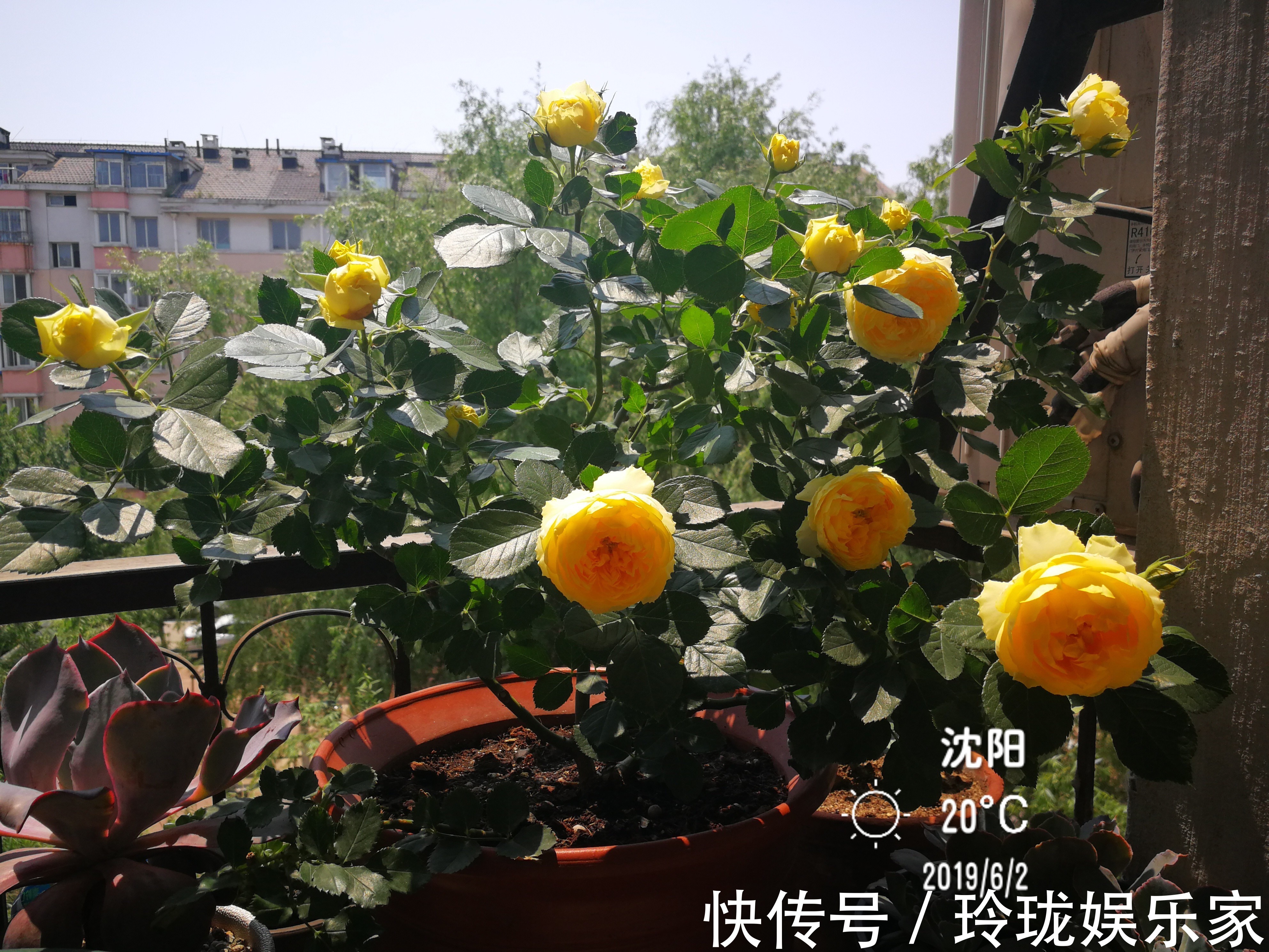 微月|此款盆栽月季花,植株低矮,花大色艳,全年都是花期,超级好养!