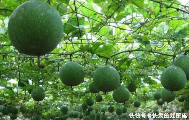 咳嗽老是不好多用一果泡水,坚持7天,止咳化痰,一整年不生病